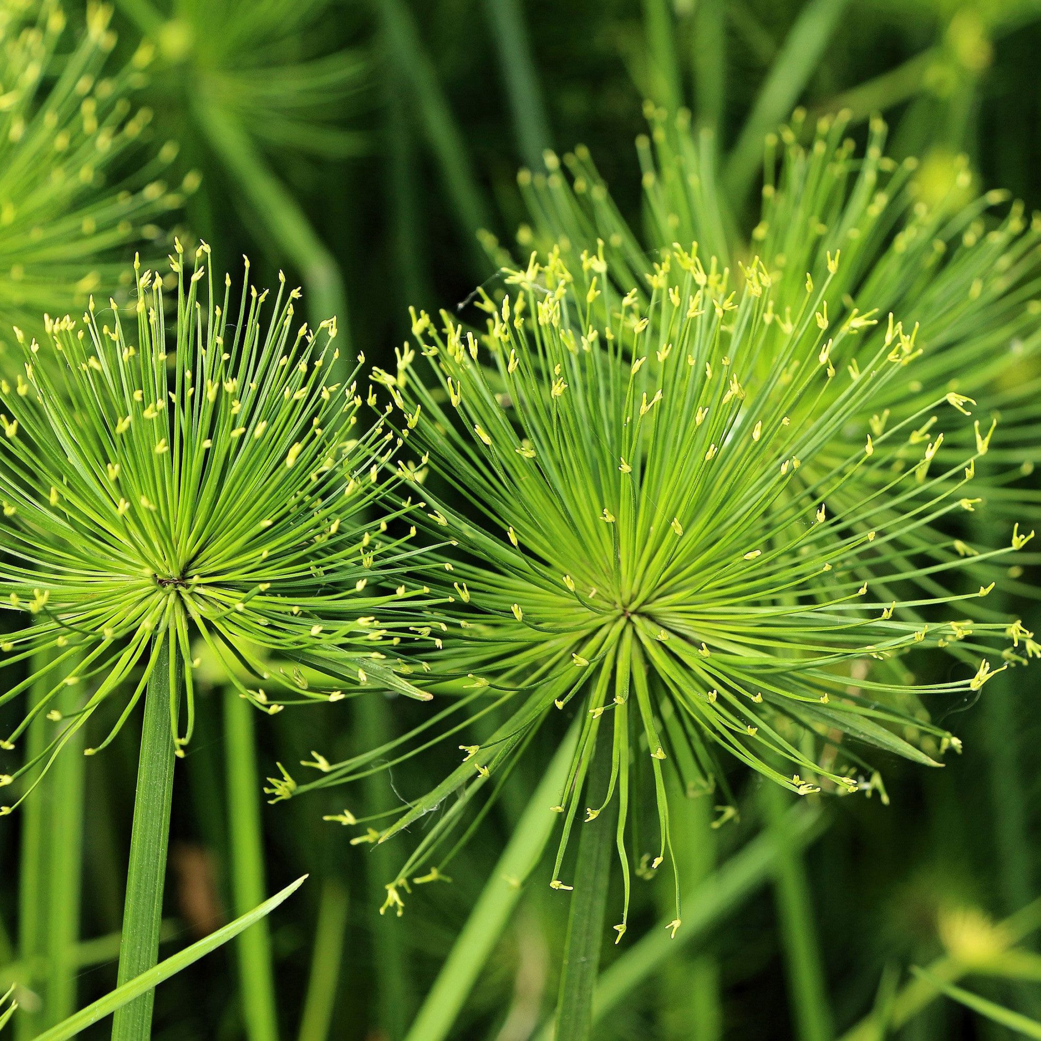 Paper Reed (Cyperus papyrus) Live Plant