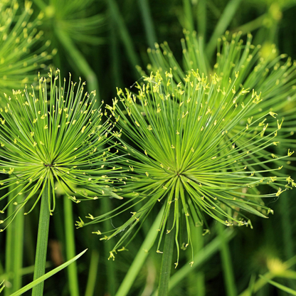 Paper Reed (Cyperus papyrus) Live Plant