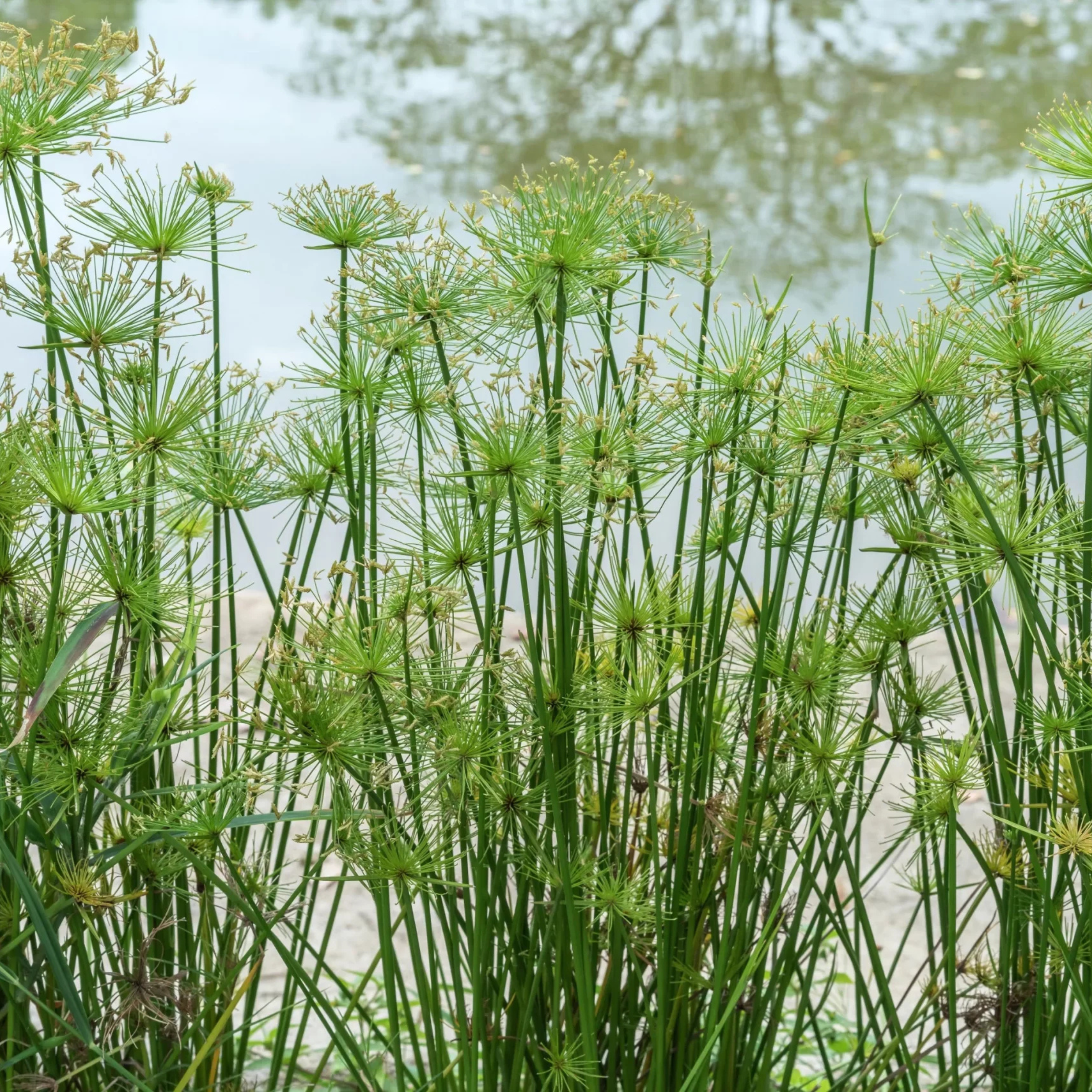 Paper Reed (Cyperus papyrus) Live Plant