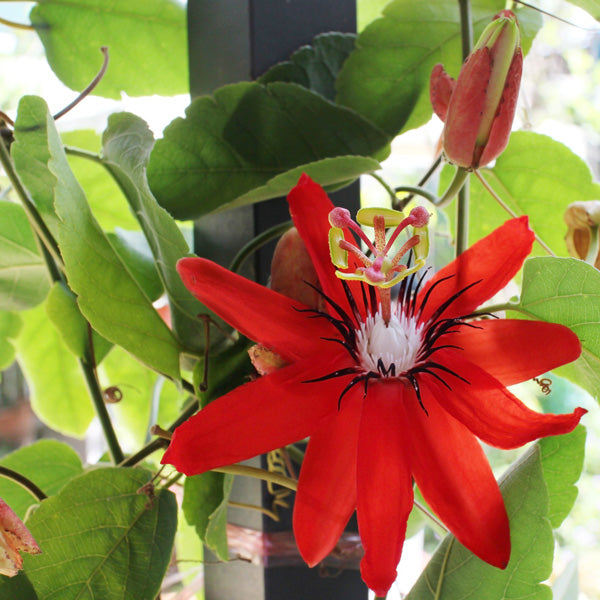 Passiflora Red Krishna Kamal (Red Passion Flower) All Time Flowering Live Plant