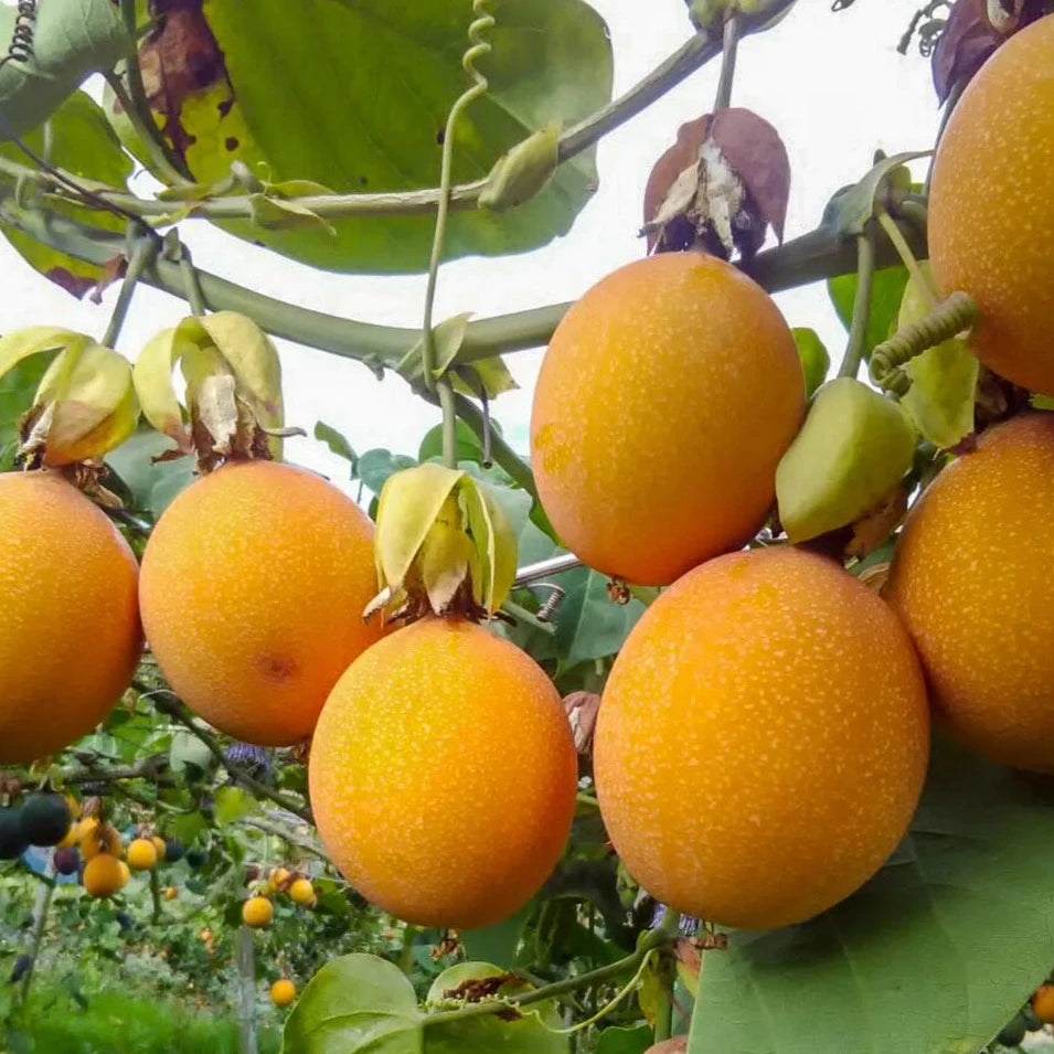 Malaysian Passion Fruit Layered Live Plant