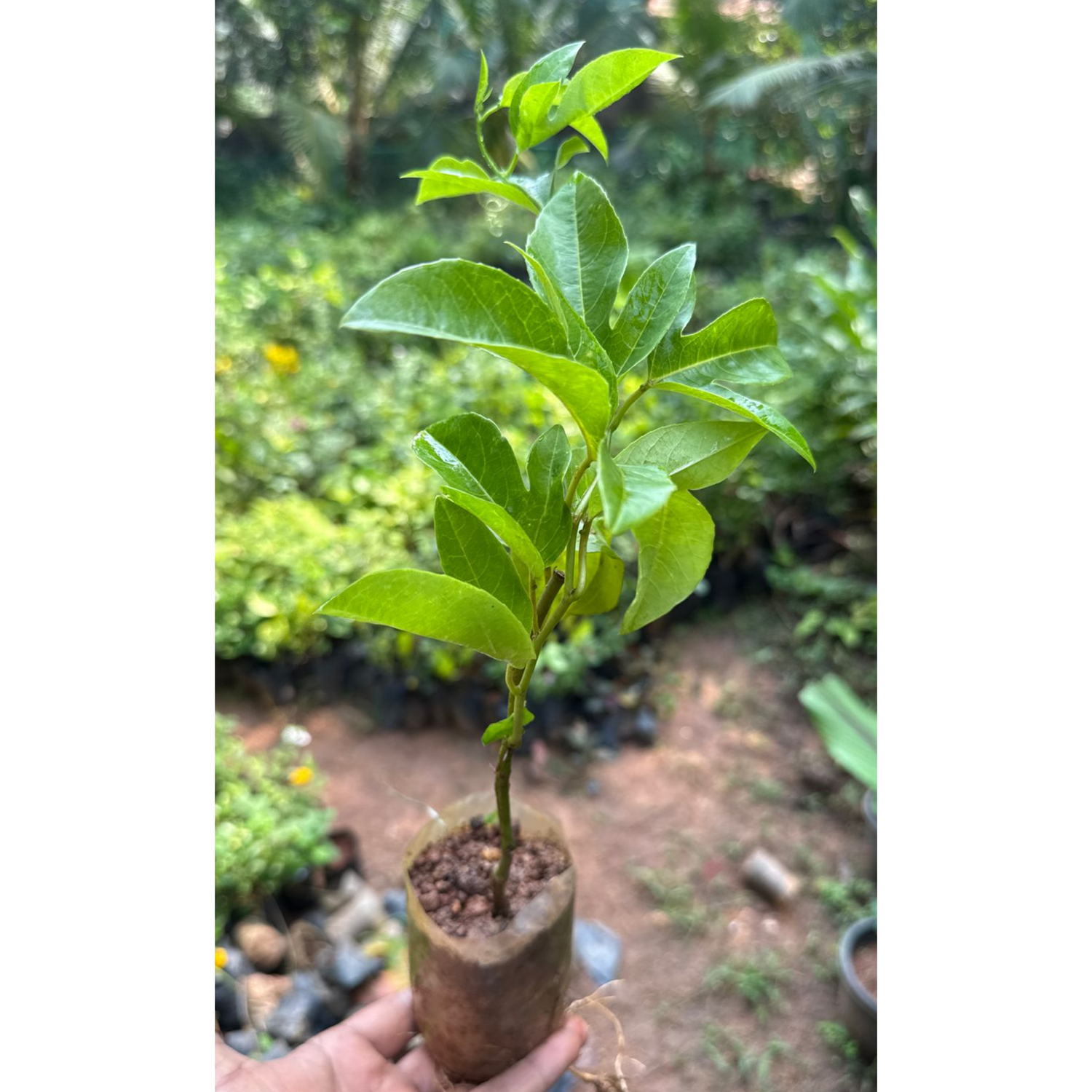 Passiflora Purple (Krishna Kamal) Flowering Live Plant