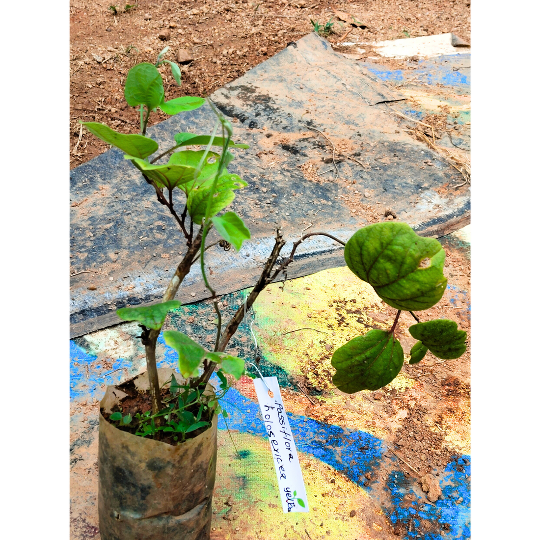 Passiflora holosericea (Krishna Kamal) Yellow Flowering Live Plant