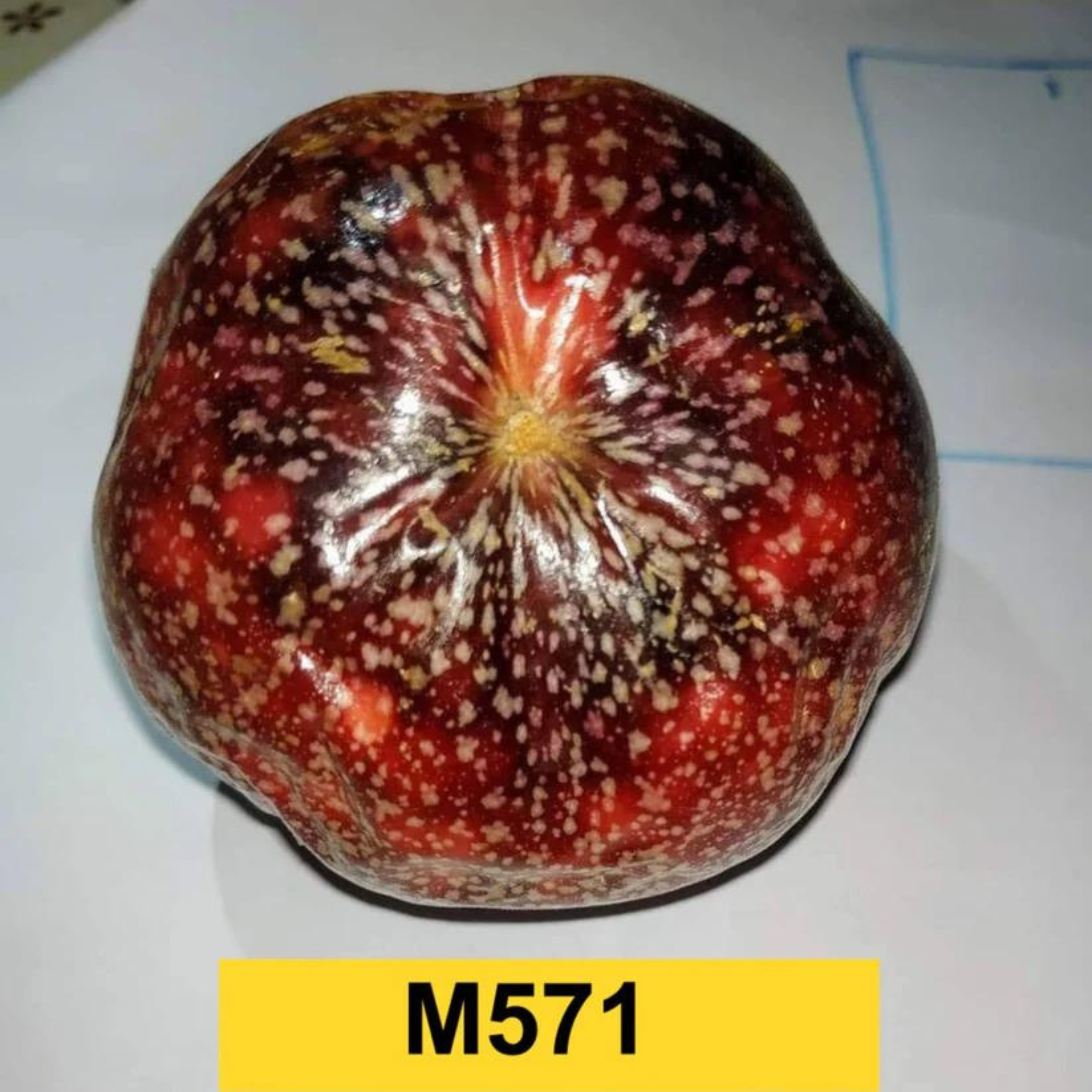 Passion Fruit M571 (Passiflora edulis) Fruit Live Plant