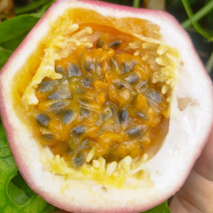 Passion Fruit M571 (Passiflora edulis) Fruit Live Plant