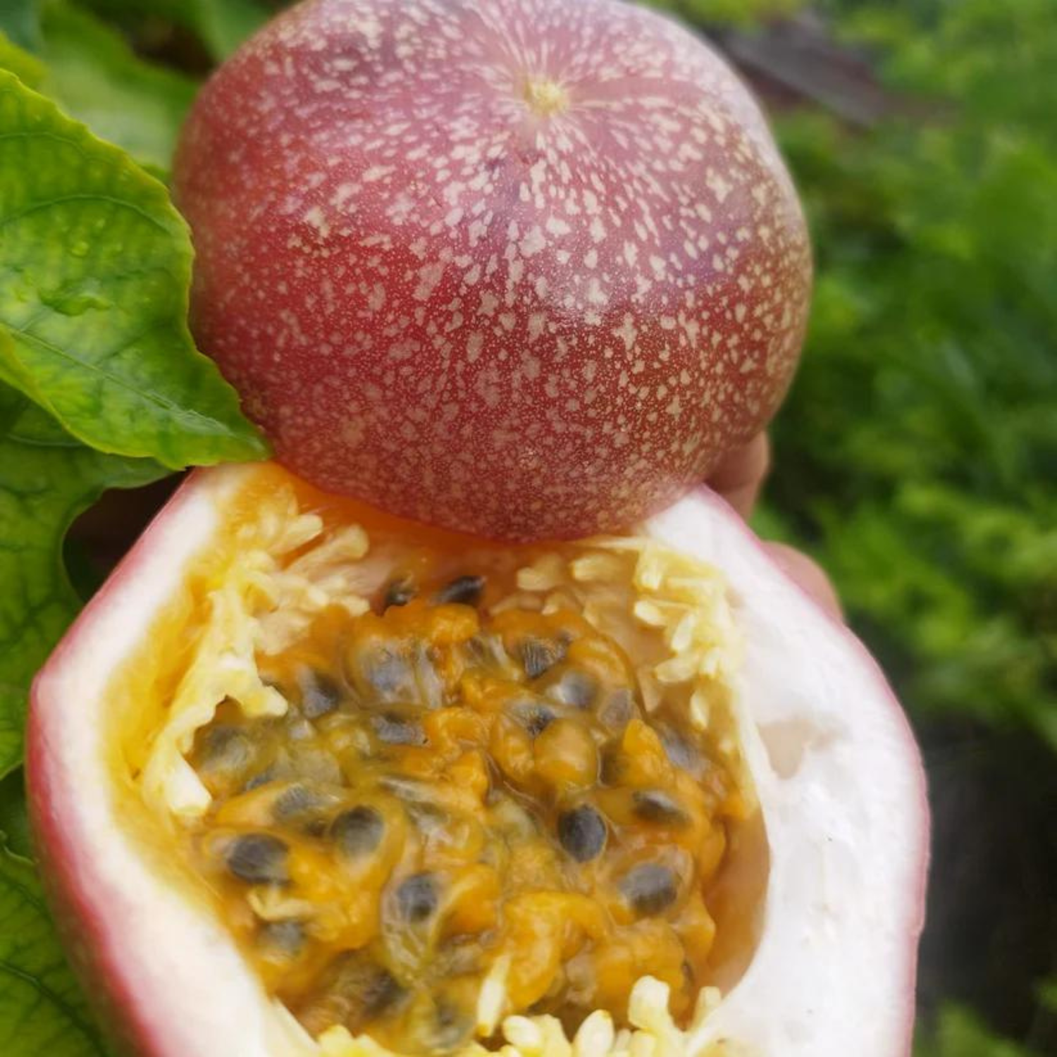 Passion Fruit M571 (Passiflora edulis) Fruit Live Plant