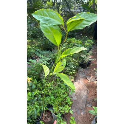 Passion Fruit Red Layerd Live Plant