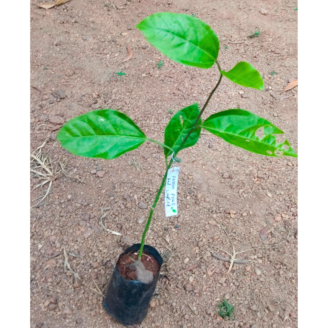 Passion Fruit Red Layerd Live Plant