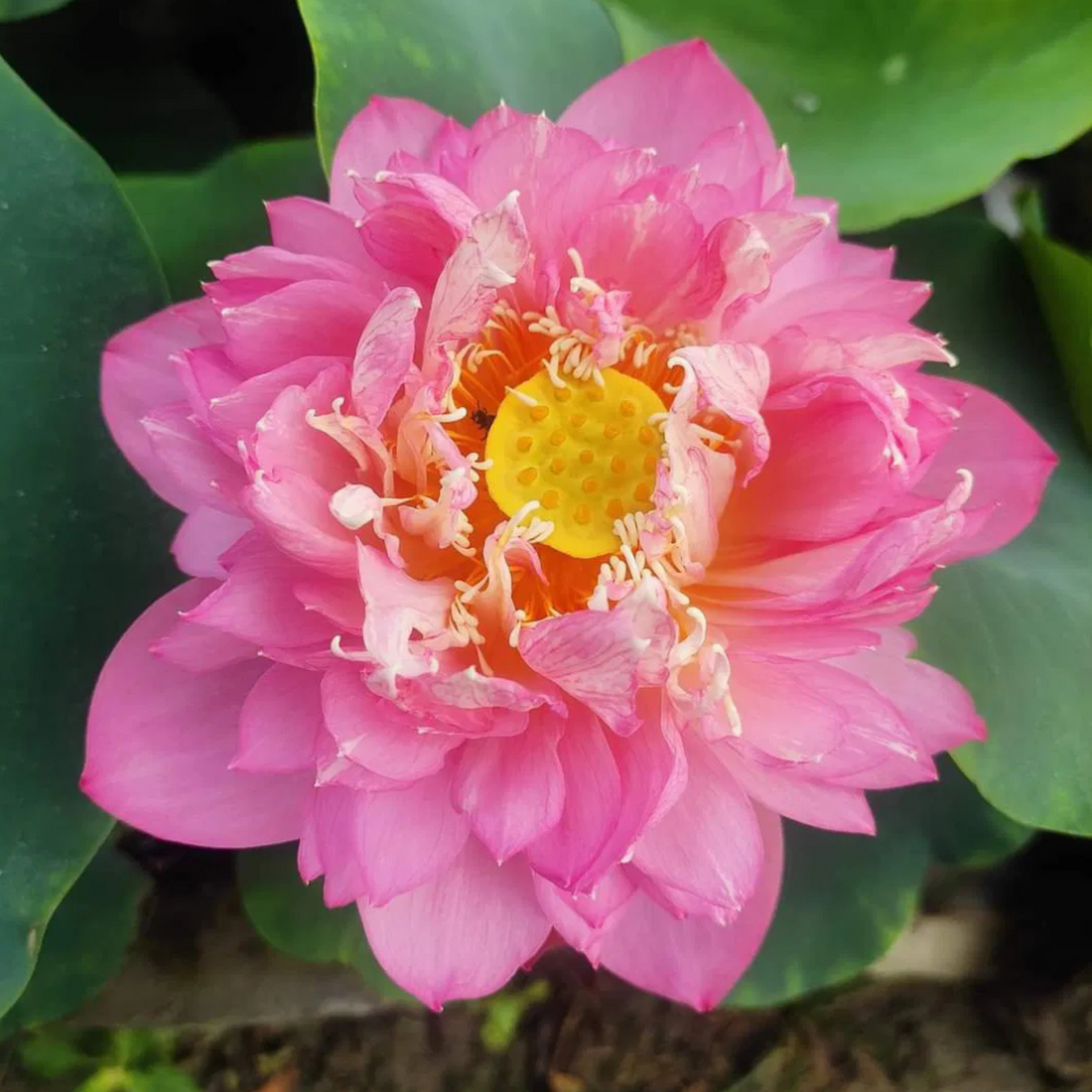 Pastel Blood Lotus Tuber