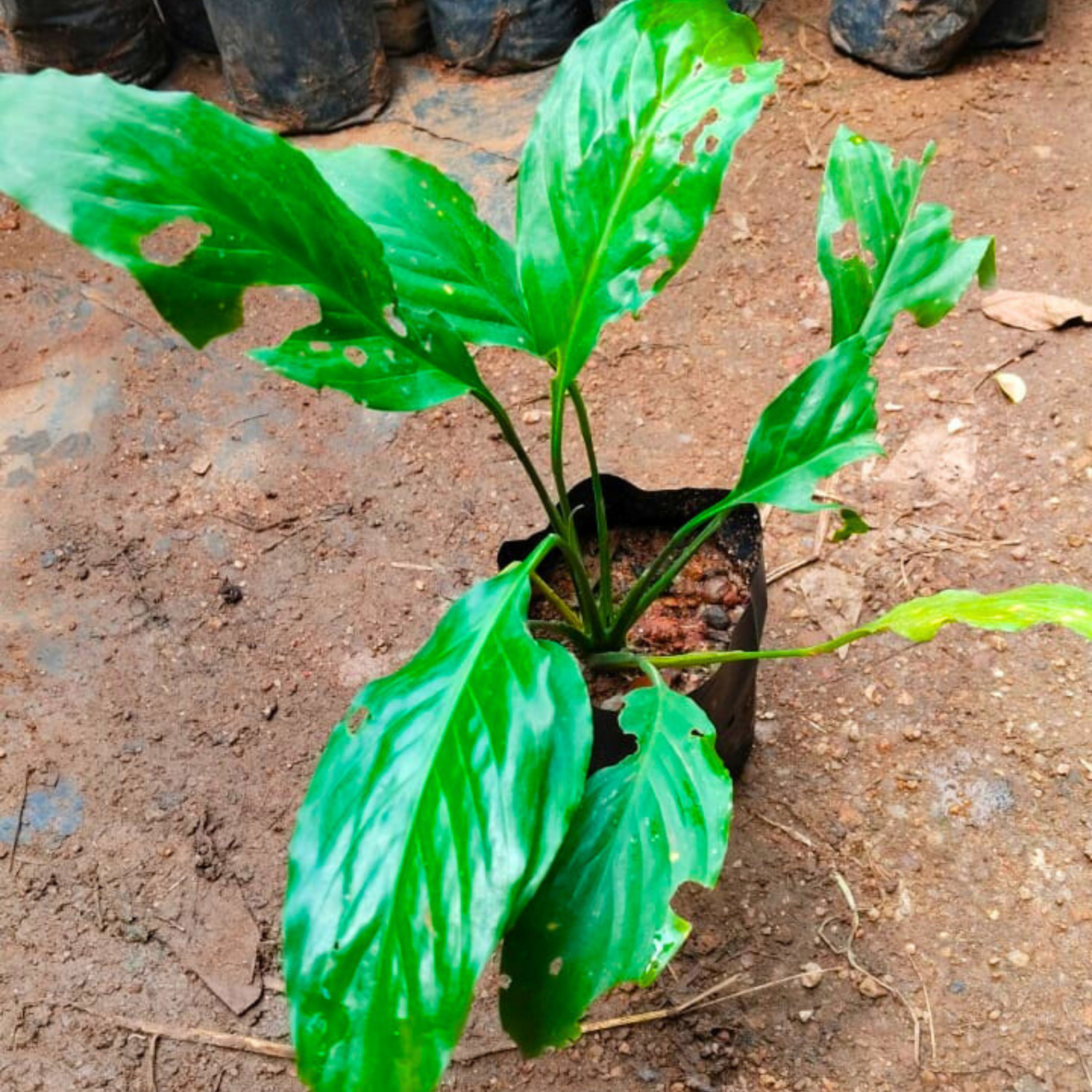 Peace Lily / Spathiphyllum Indoor Plant