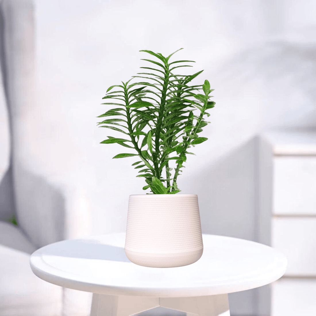 Pedilanthus Green | Indoor Plant