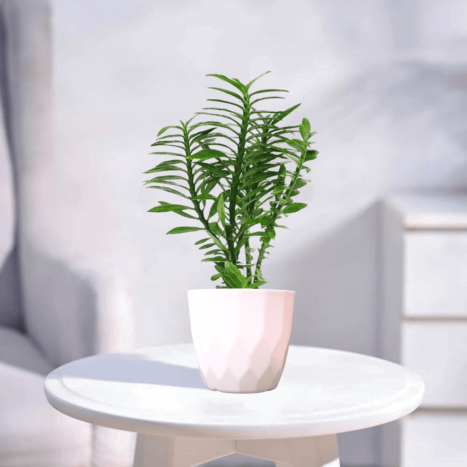 Pedilanthus Green | Indoor Plant