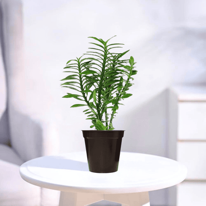 Pedilanthus Green | Indoor Plant