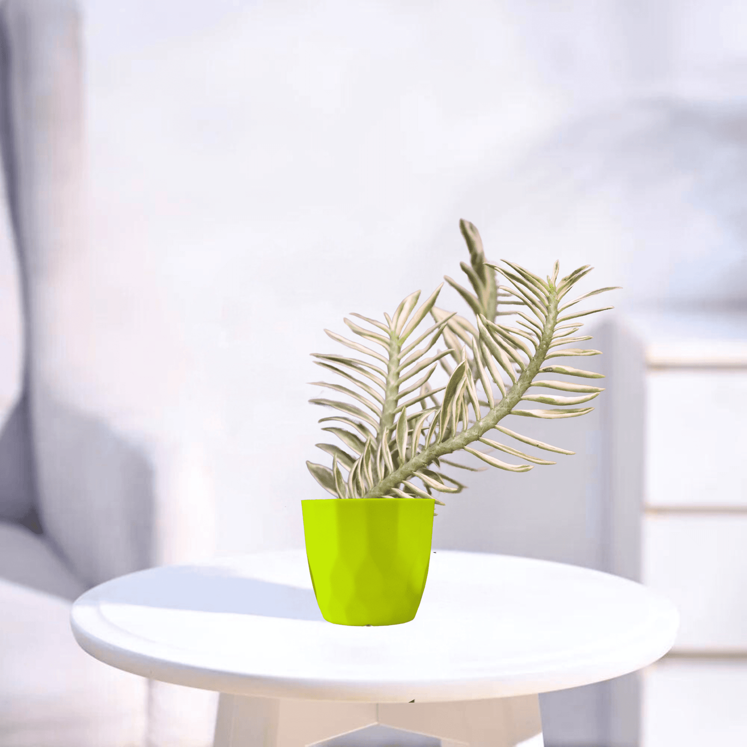 Pedilanthus Variegated | Indoor Plant