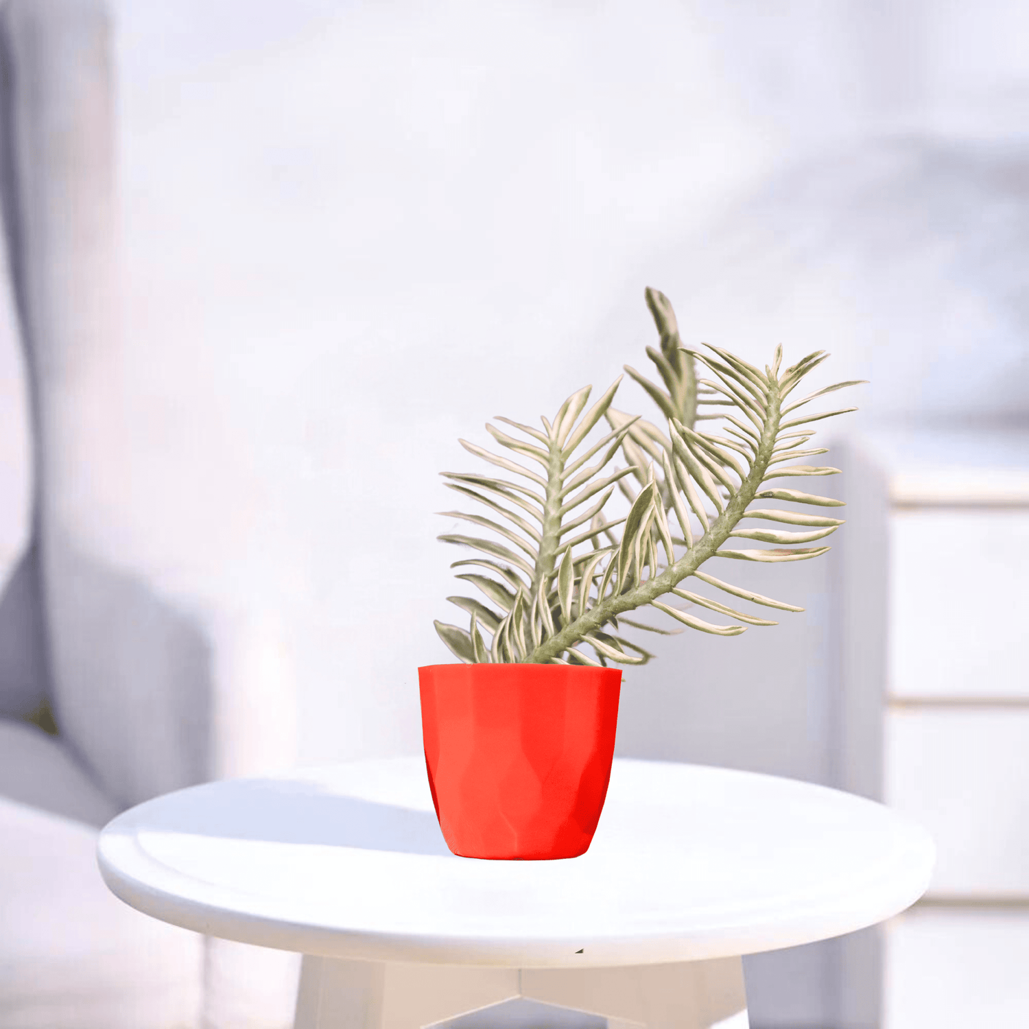 Pedilanthus Variegated | Indoor Plant