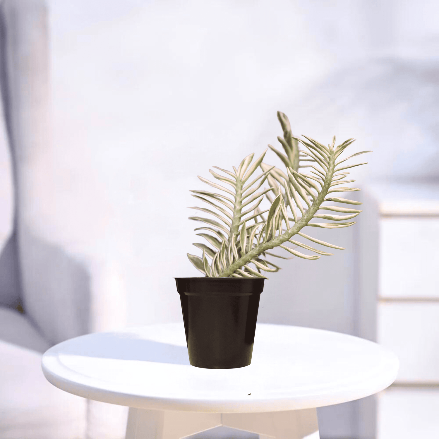 Pedilanthus Variegated | Indoor Plant