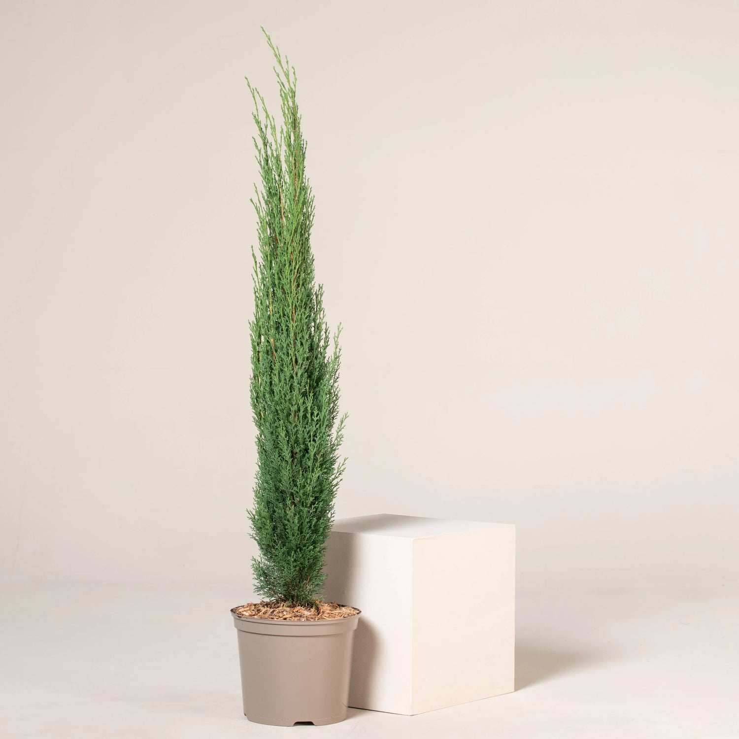 Pencil Pine (Mediterranean cypress) Ornamental Live Plant