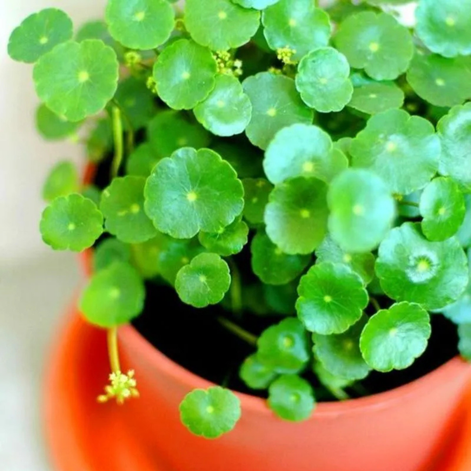 Pennywort / Coin (Hydrocotyle vulgaris) Live Plant