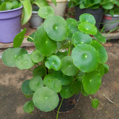 Pennywort / Coin (Hydrocotyle vulgaris) Live Plant