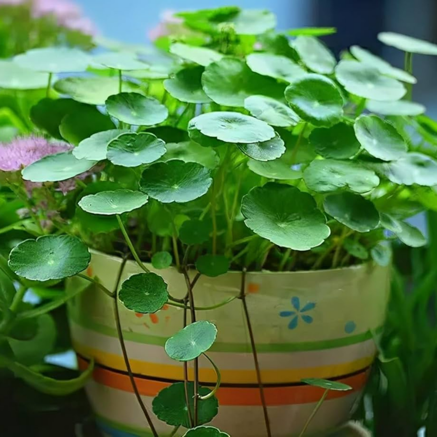 Pennywort / Coin (Hydrocotyle vulgaris) Live Plant