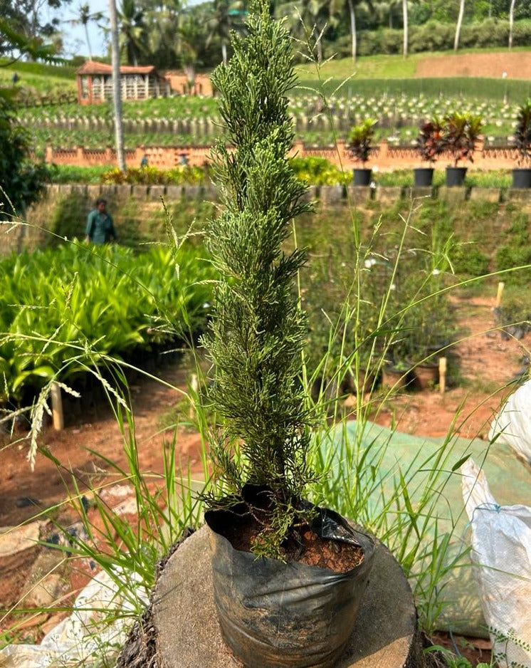 Pencil Pine (Mediterranean cypress) Ornamental Live Plant