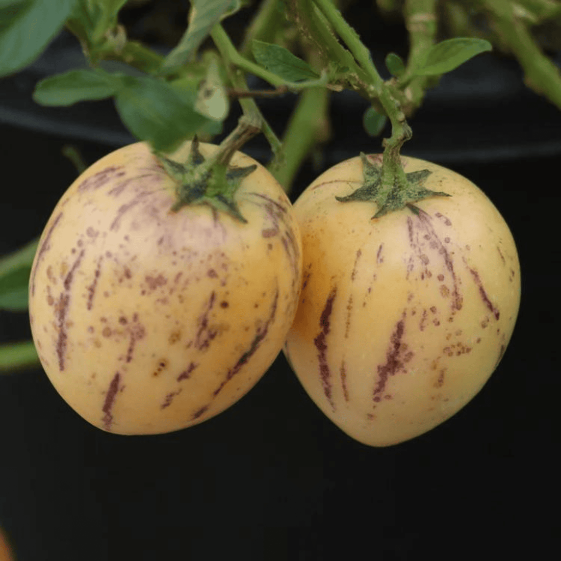 Pepino Melon / Tree Tomato Fruit (Solanum muricatum) Live Plant