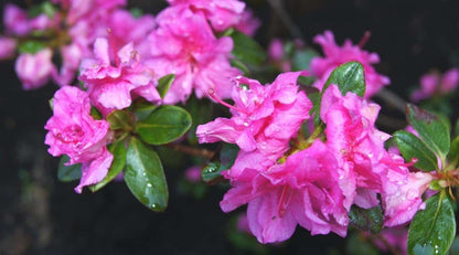 Dark Pink Azalea Ruffle (Rhododendron) Rare Flowering Live Plant