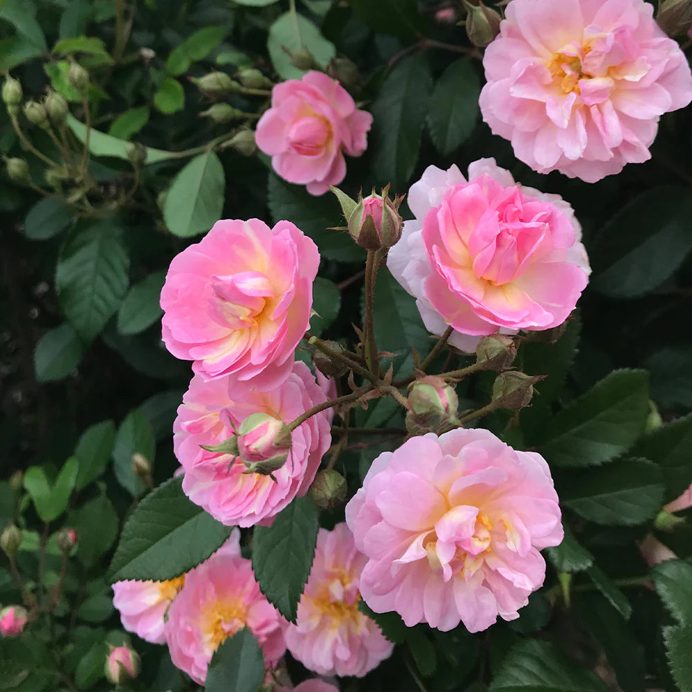 Perfume Breeze Creeper/Climber Rose Live Plant with Pot