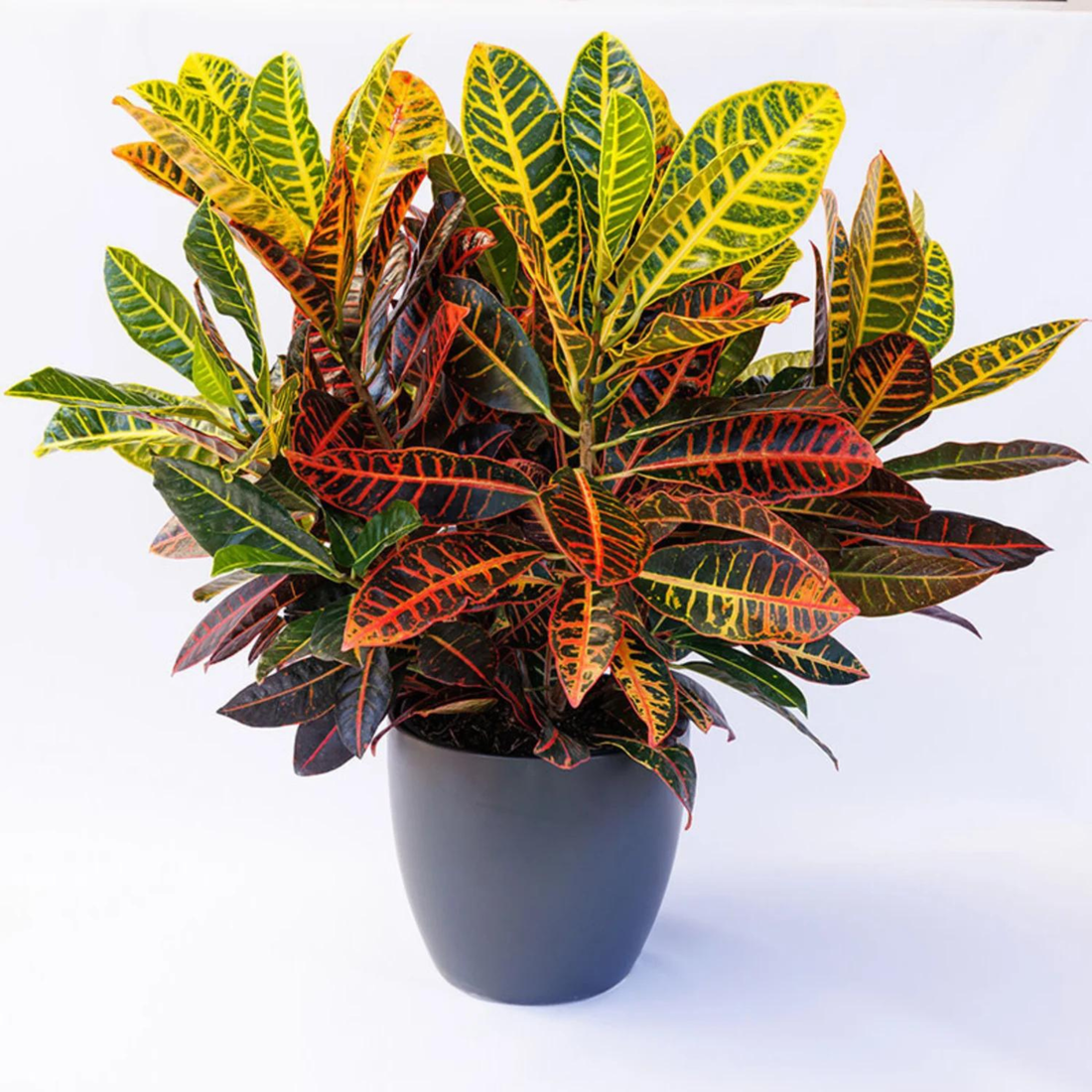 Petra Croton (Codiaeum variegatum) Indoor / Outdoor Live Plant