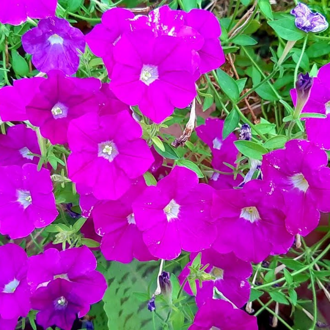 Petunia Nadan Flowering Live Plant