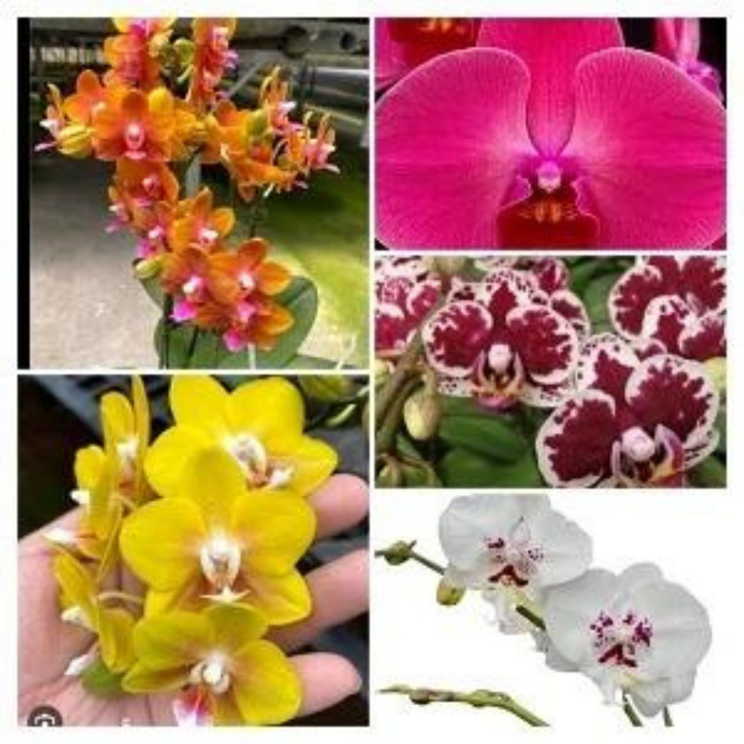 Phalaenopsis 5 Plants With Bud Combo - Blooming Size