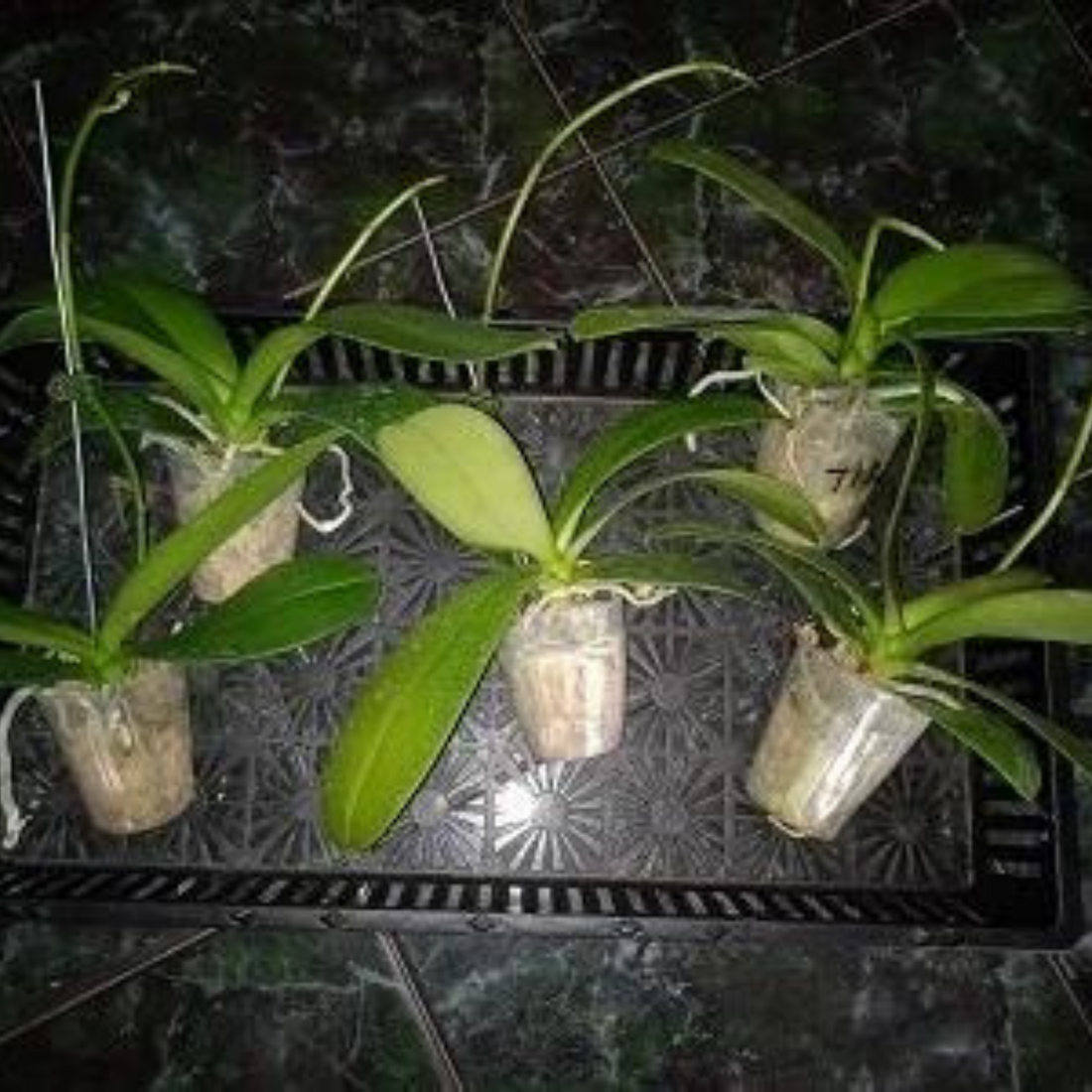 Phalaenopsis 5 Plants With Bud Combo - Blooming Size