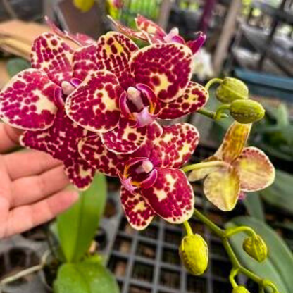 Phalaenopsis Adzuki Bean (Phal. Chiu Jih Pearl × Phal. I-Hsin Panda) - Blooming Size