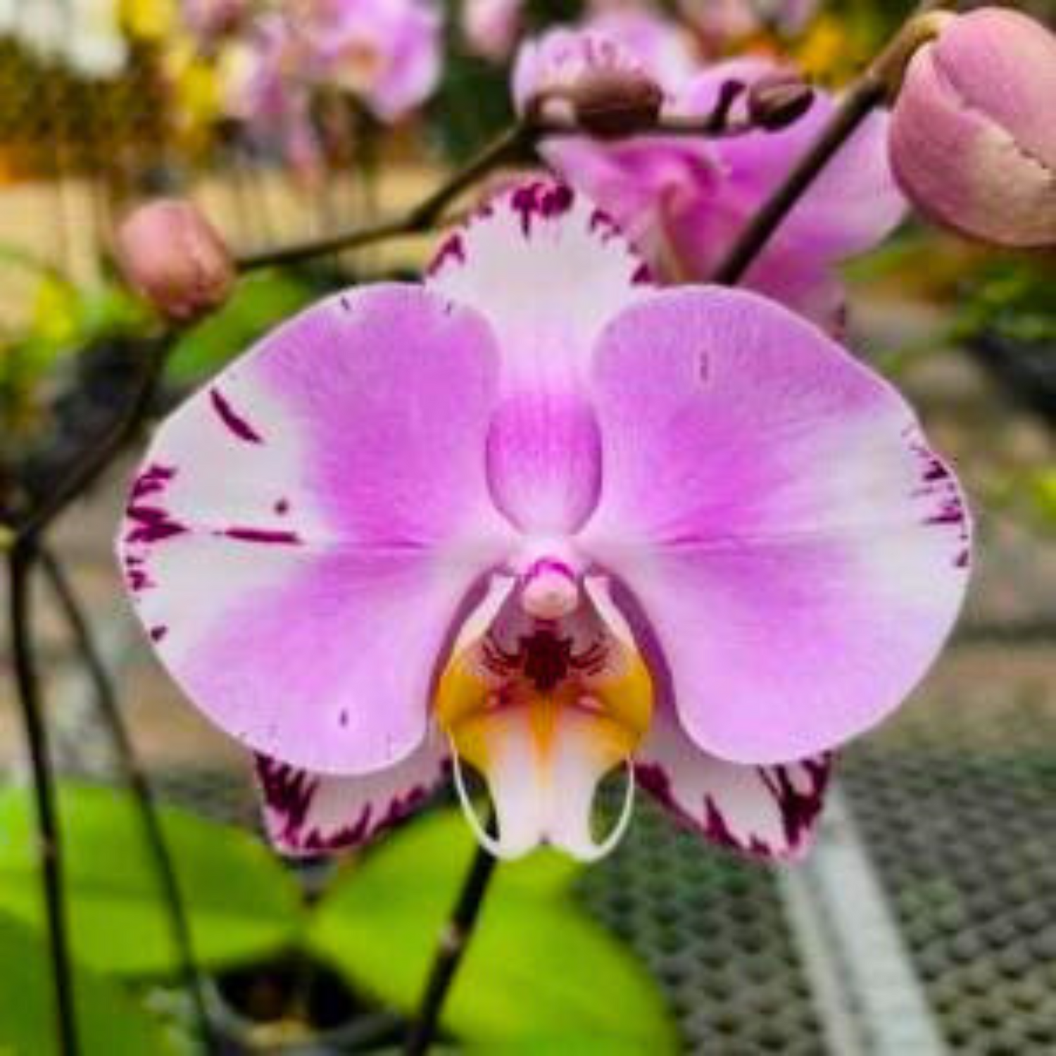 Phalaenopsis Art Nouveau (Blooming)