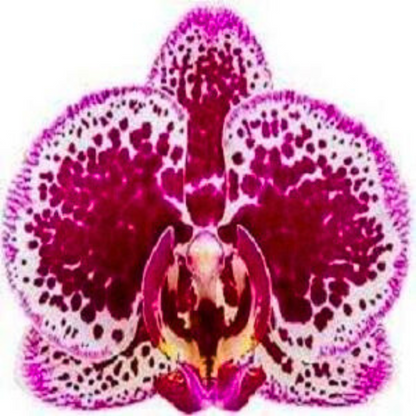 Phalaenopsis Avant Garde (Blooming Size)