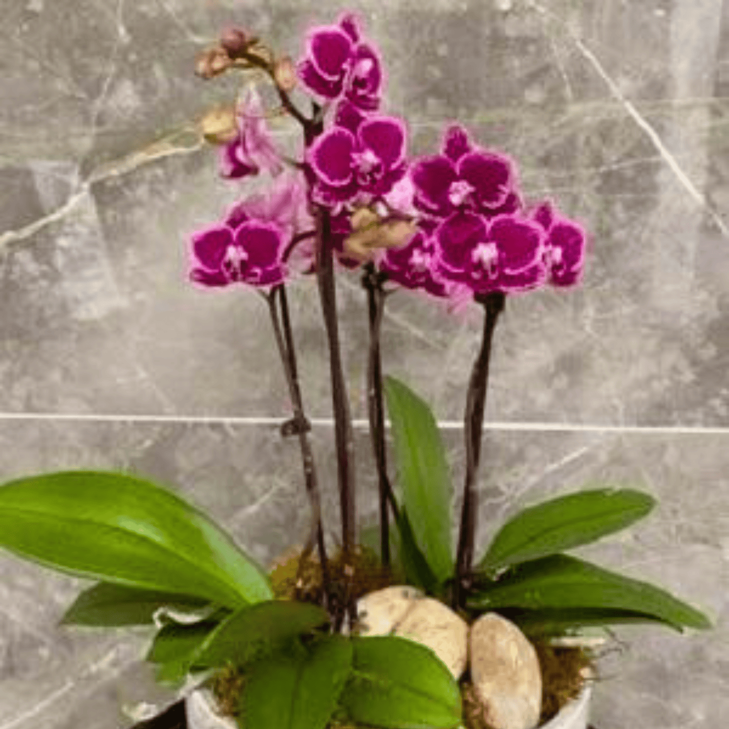 Phalaenopsis Avant Garde (Blooming Size)