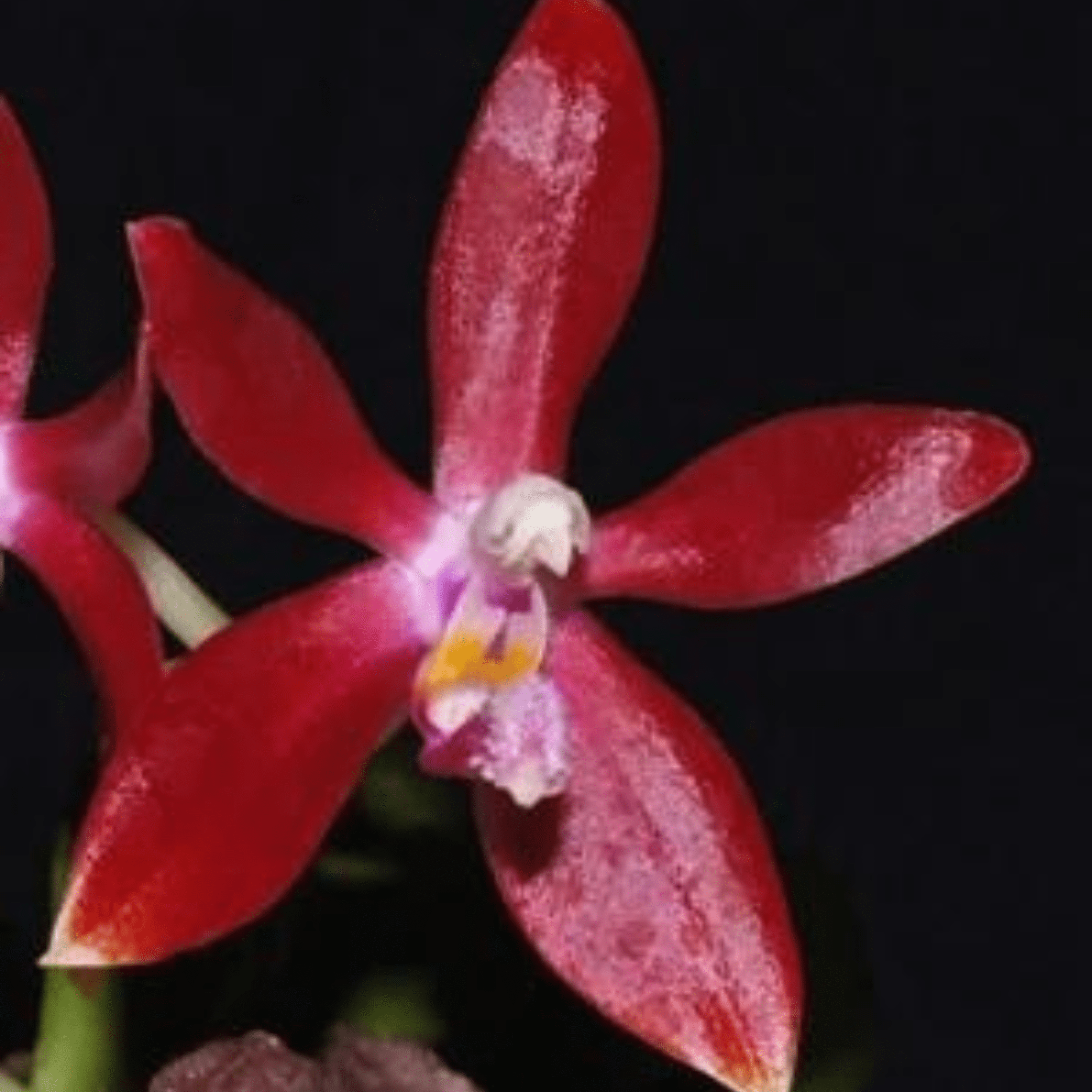 Phalaenopsis Bastianii X Sib - Blooming Size