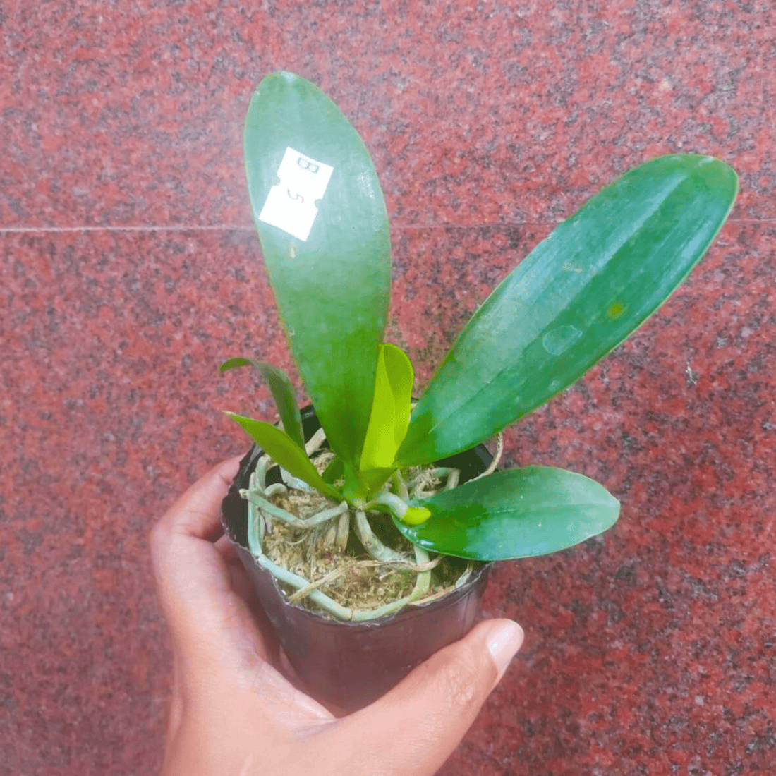 Phalaenopsis Bastianii X Sib - Blooming Size