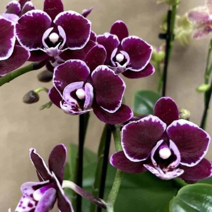 Phalaenopsis Black Current - Blooming Size