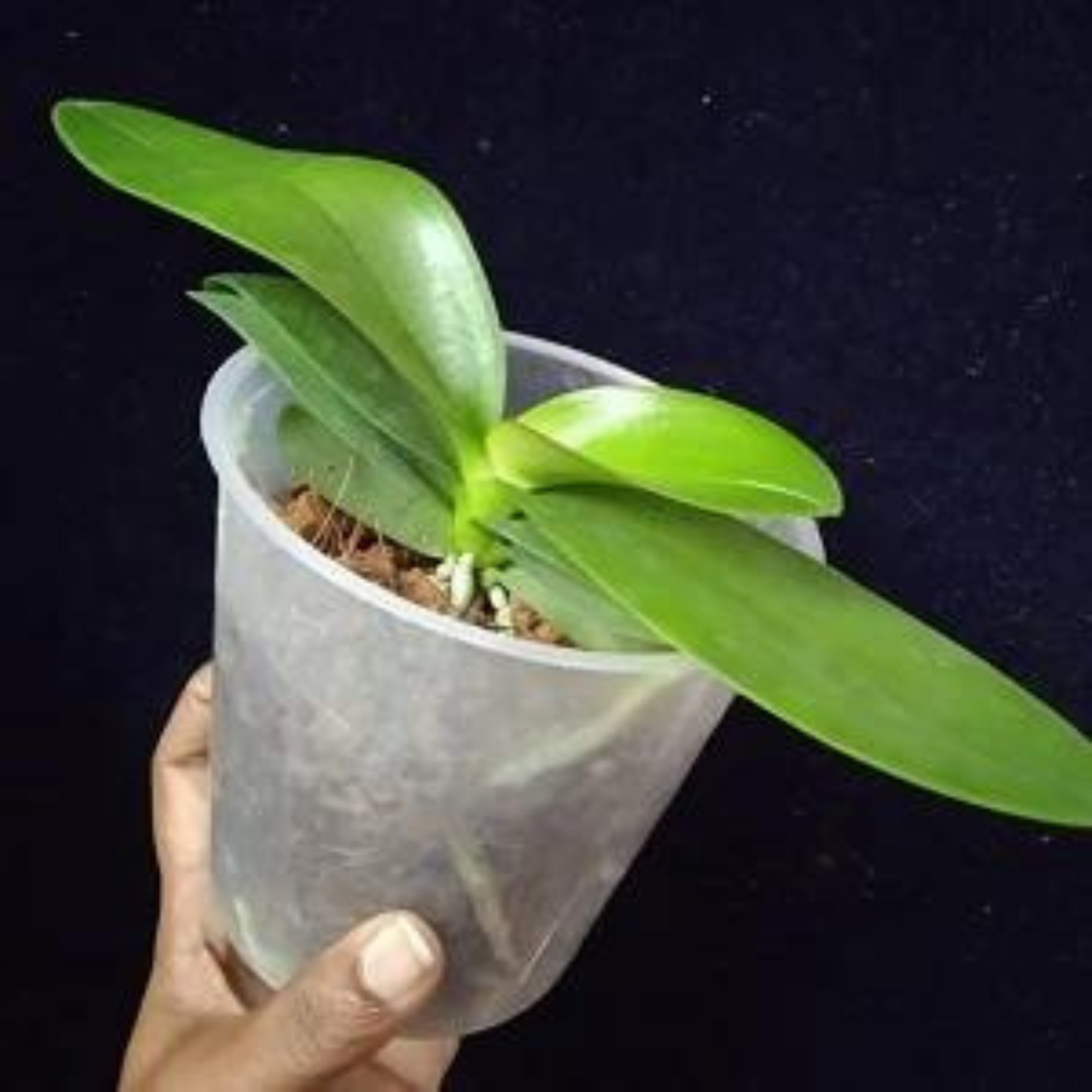 Phalaenopsis Black Current - Blooming Size