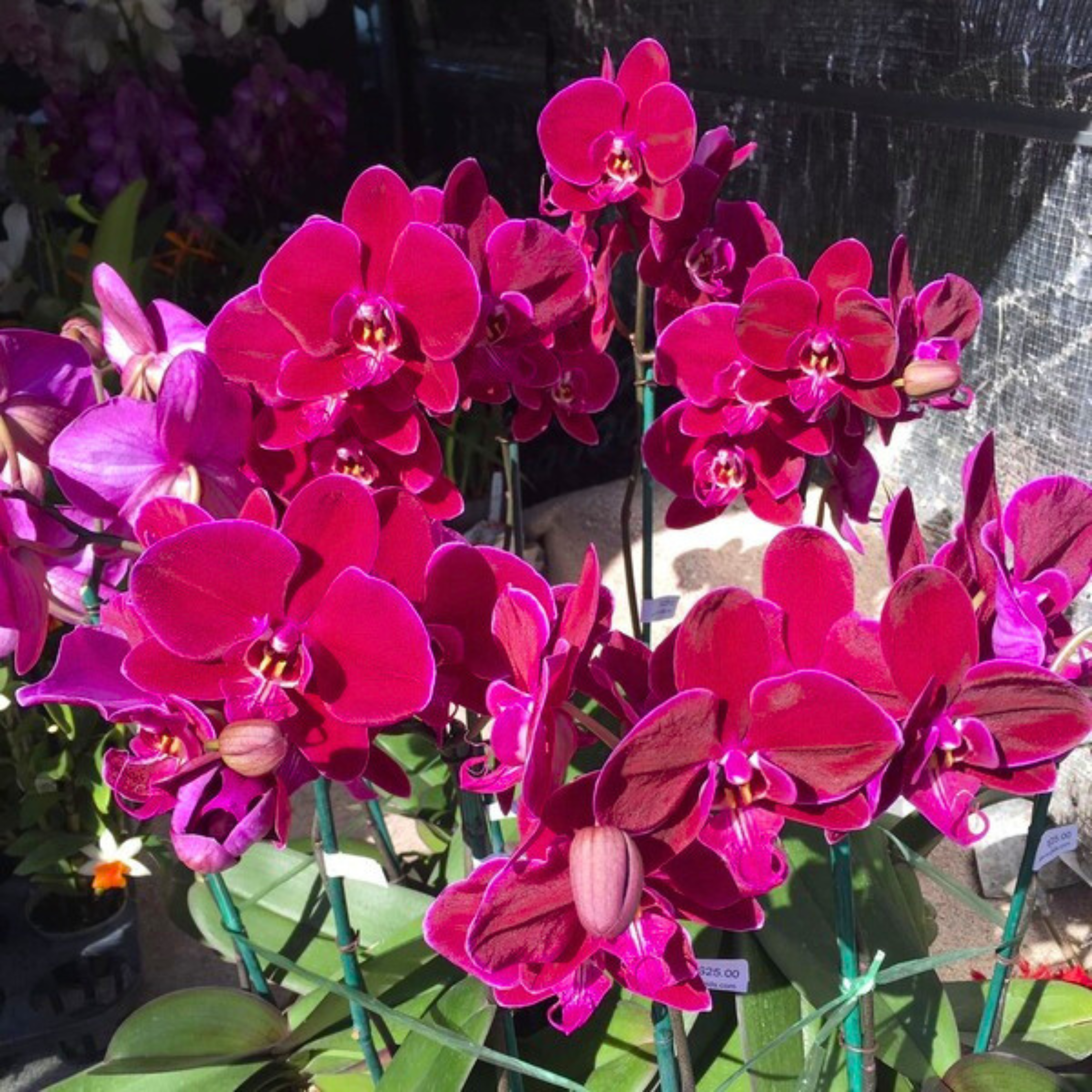 Phalaenopsis Black Lady (Blooming Size)