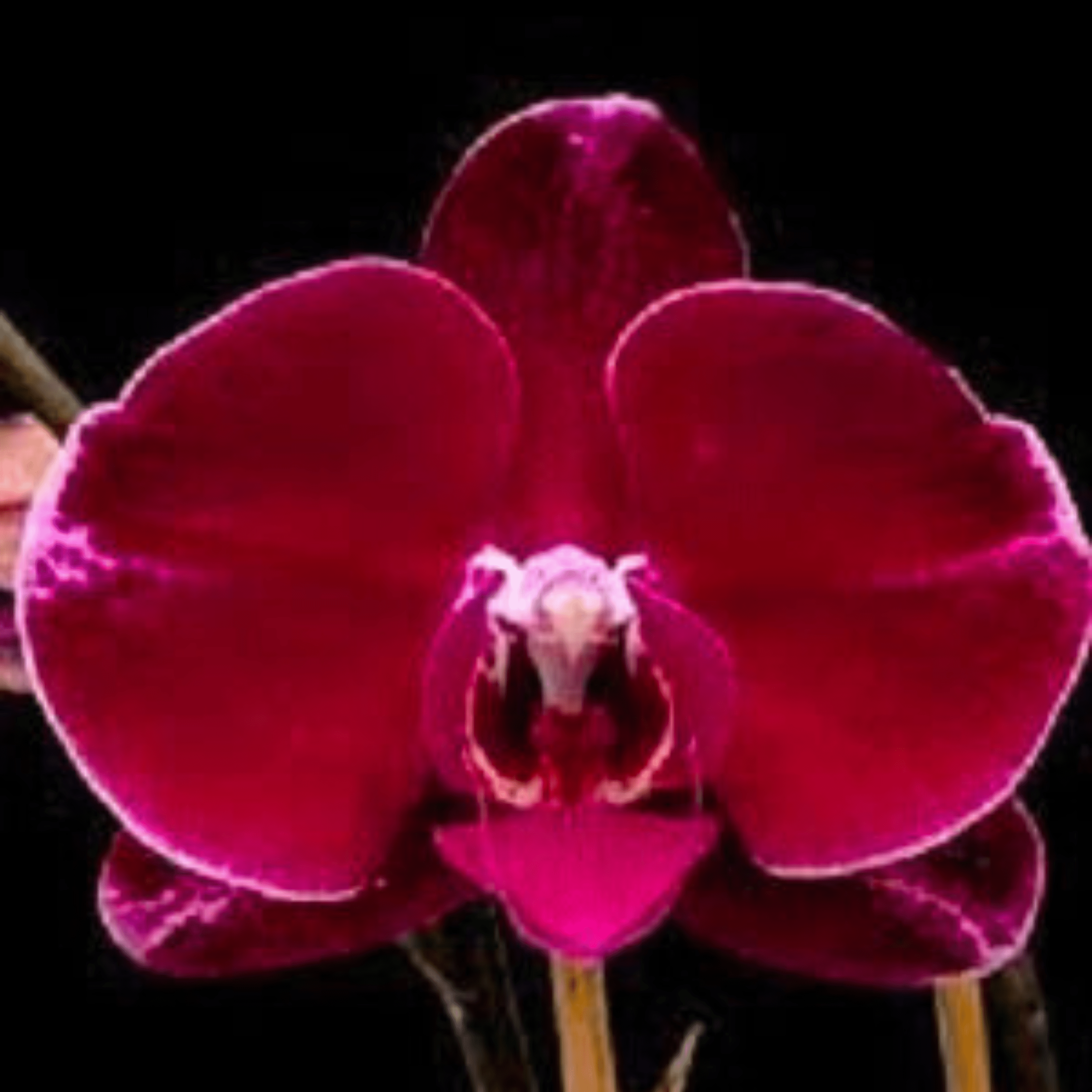 Phalaenopsis Black Lady (Blooming Size)