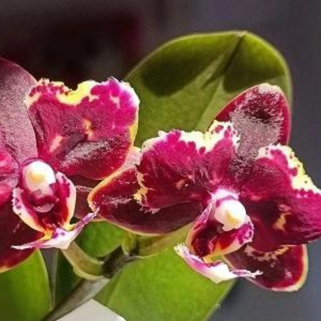 Phalaenopsis Brother Sarah Gold X Sunrise Red Proletariat - Blooming Size