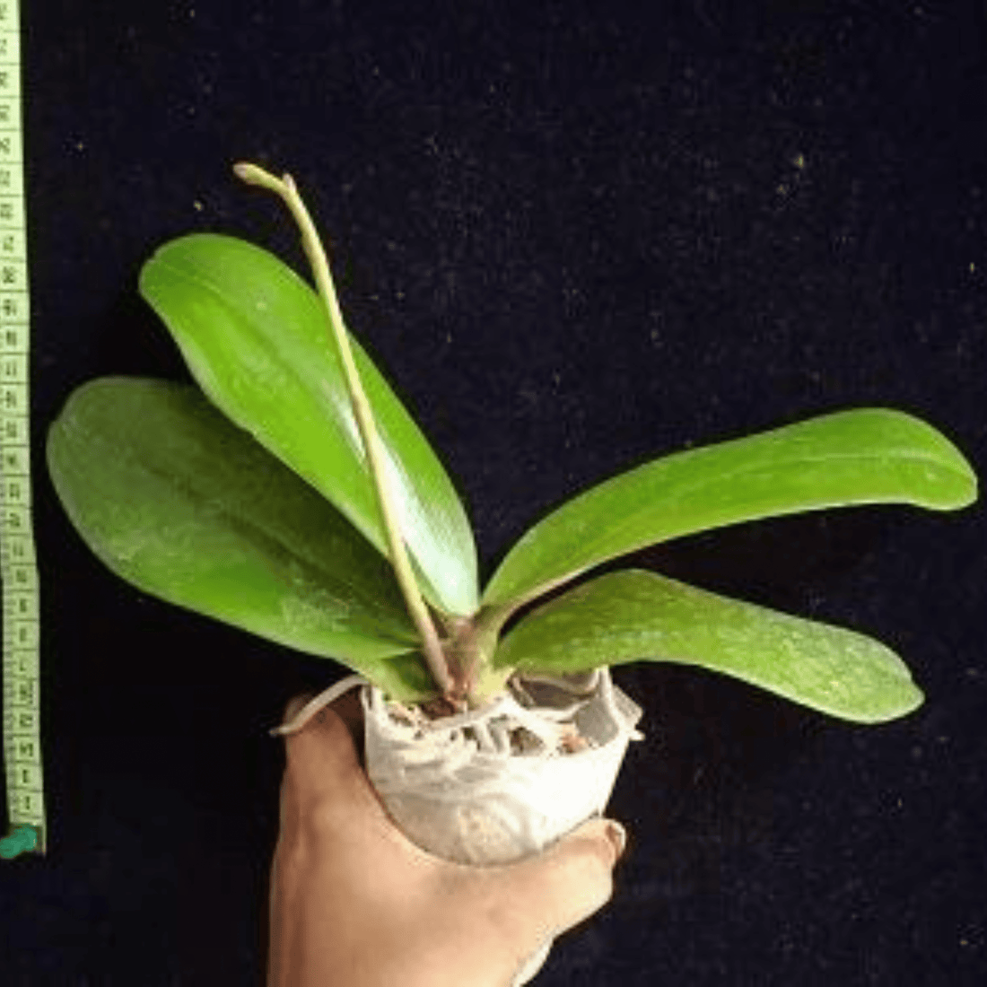 Phalaenopsis Charming Gem Stripes - Blooming Size