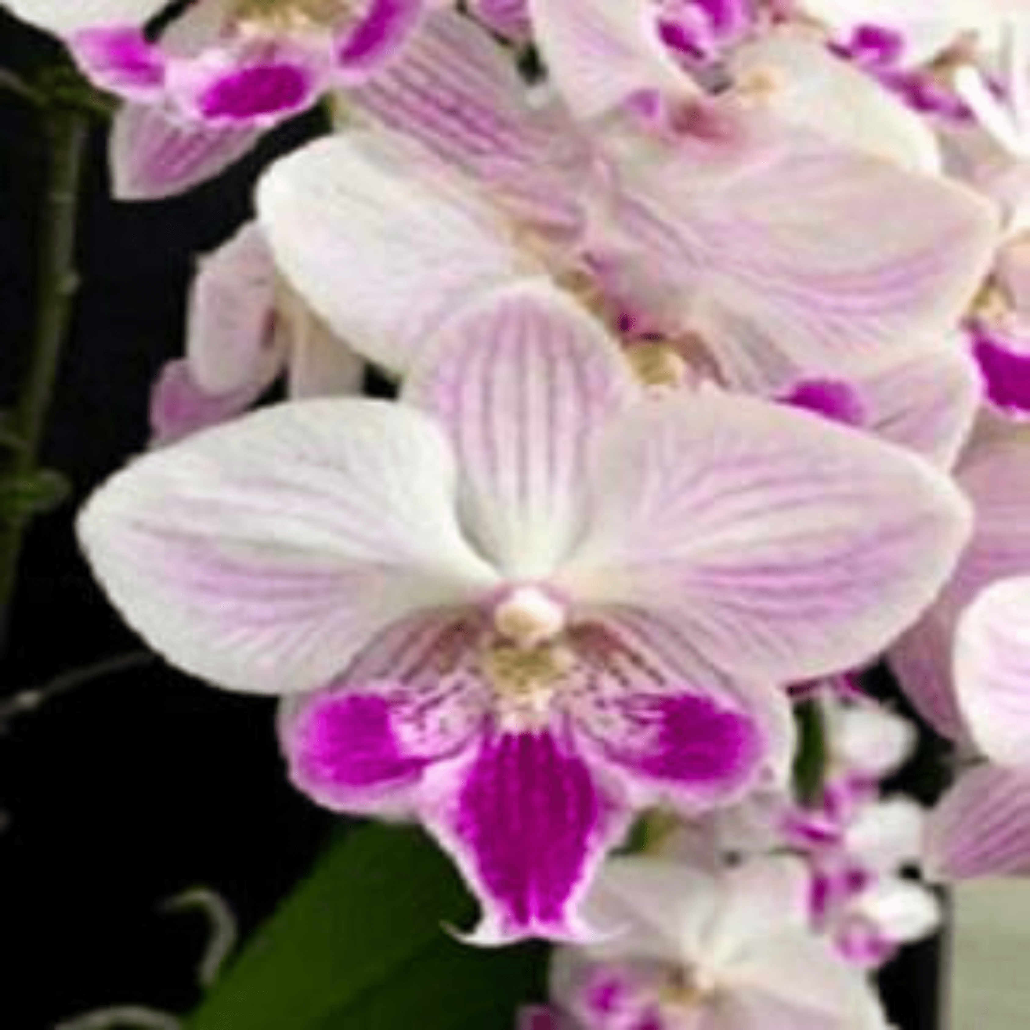 Phalaenopsis Charming Honeybee - Blooming Size