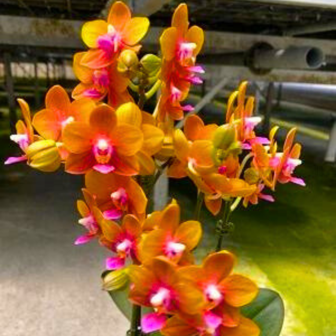 Phalaenopsis Charming Little Gold - Blooming Size