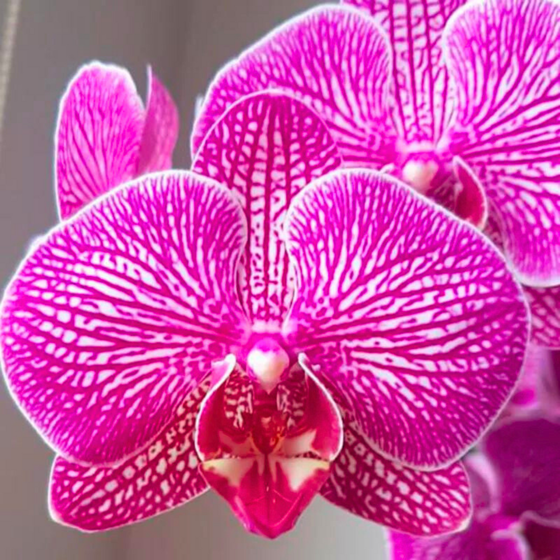 Phalaenopsis Charming Rainbow - Blooming Size