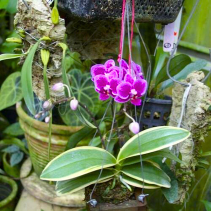 Phalaenopsis Chia E Lin Variegated - Blooming Size