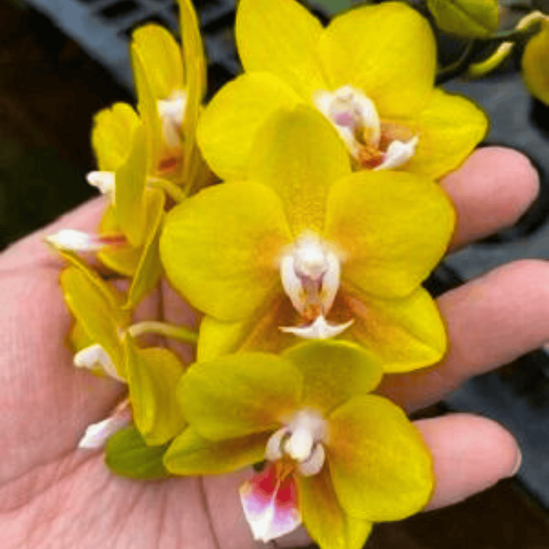 Phalaenopsis Chiali Little Gold - Blooming Size