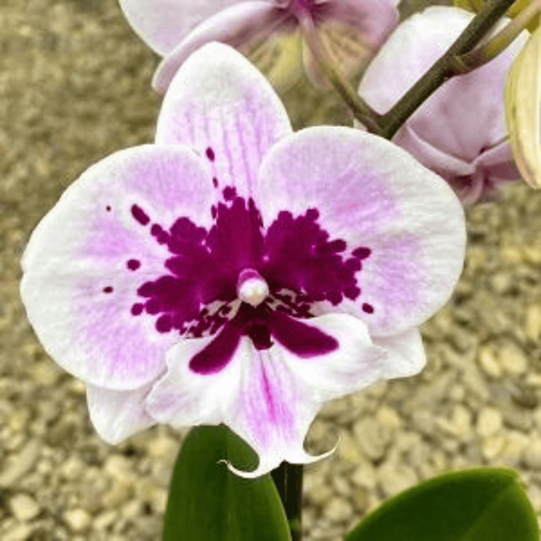 Phalaenopsis Chian Xen Violin × Phal. Lioulin Lovely Lip - Blooming Size